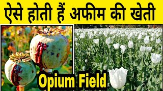 अफीम की खेती सीधी खेत से देखें | Afim ki kheti | Opium field | Afeem ki kheti | Opium cultivation