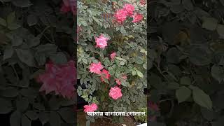 beautiful roses অসাধারণ সুন্দর গোলাপ #shorts #short #shortsfeed