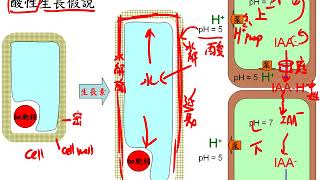 10601高三選修生物ch4 3 05生長素的特性三廉