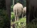 the elephant go back to the forest