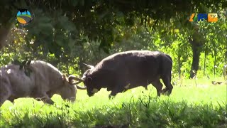 GANADERÍA LA TRINCHERA, TRADICIÓN DE UNA RAZA