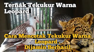 Cara Mencetak Tekukur Warna ||Leopard