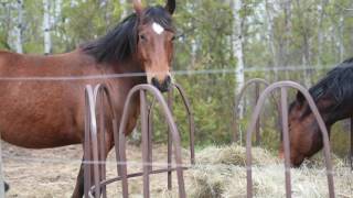 SOLD! Luxury Horse Acreage Leduc County Alberta