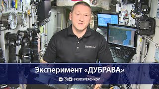 Сергей Кудь-Сверчков: проведение эксперимента «Дубрава» на МКС