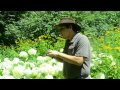 Heliconian Butterfly Breeders, White Flowers that Attract the Tiger Swallowtail Butterfly