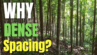 What's So INTERESTING about What SPACING is RIGHT for PLANTING MAHOGANY Trees? with English subtitle