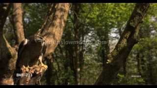 Goshawk Slow Motion Takes off from Perch Shot on Phantom HD Gold - 5 Shots