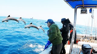 イルカで移動ばかりの丹後ジギングの結末は・・・