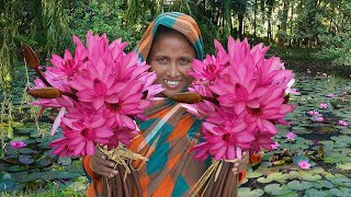 Water Lily Cultivation Shapla Chingri Recipe FRESH Water Lily Flower Harvesting - Alta Dighi Shalbon