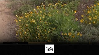 Fullerton Arboretum: SoCal Spotlight