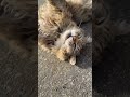 マッサージで野生を忘れる野良猫 a stray cat forgets about being wild with a massage shorts