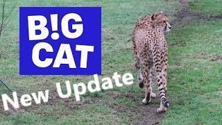 Big Cat Day - ZOO Update - ZSL Whipsnade