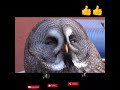 Owl rotating ghost eye/spinning head! | Scared! eyes | 👁️ #Shorts