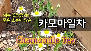 카모마일차 만들기: Chamomile Tea로추운 겨울을 따뜻한 차로 이겨요