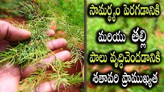 శతావరి మూలిక ప్రయోజనాలు | Shatavari Benefits In Telugu | PublicTalkTV