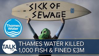 Thames Water Fined £3 Million for Sewage Dumping Scandal And 1,000 Fish Deaths