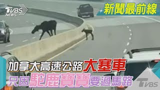 加拿大高速公路大塞車 只因「駝鹿寶寶」要過馬路｜TVBS新聞 @TVBSNEWS02