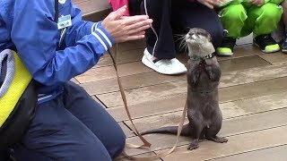 カワウソ「やまと」のお散歩（サンシャイン水族館）Otter walking