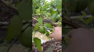 A Day In The Life Of A Guava Farmer