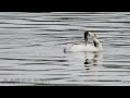 有朋自遠方來 東港溪的嬌客 冠鷿鷉great crested grebe（2021 11 12）