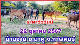 #ราคาวัววันนี้ 22 ตุลาคม 2567 #ตลาดวัวบ้านจาน อำเภอนาคู จังหวัดกาฬสินธุ์