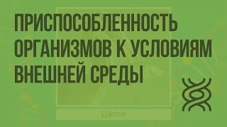 Приспособленность организмов к условиям внешней среды как результат естественного отбора. Видеоурок