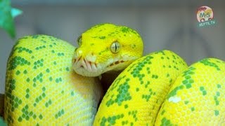 Reptil Tv - Folge 50 - Morelia Viridis / Chondro / Grüner Baumpython - Teil 1
