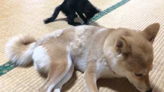 柴犬と黒猫 ちょっかい出すのが仕事 Mischief is cat's job