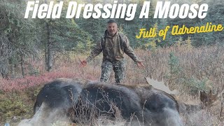 Field Dressing \u0026 Quartering A Moose For Transport (Moose Hunt Part 2)