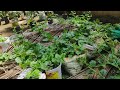 ಬಸಳೆ ಗಿಡ malabar spinach my mom s effort terrace garden@yaladalumaneaduge3162