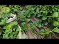 ಬಸಳೆ ಗಿಡ malabar spinach my mom s effort terrace garden@yaladalumaneaduge3162