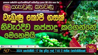 වැඩුනු කෝපි ගසක් නිවැරදිව කප්පාදු කරන්නේ මෙහෙමයි