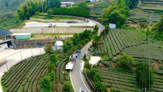 20210524梅山瑞峰茶園 1314愛情平台 台灣圖案茶園