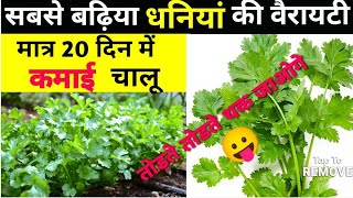 धनिया की खेती कब और कैसे करें || Acsen Hyveg \