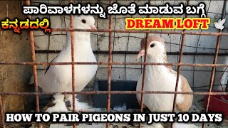 ಪಾರಿವಾಳಗಳನ್ನು ಜೊತೆ ಮಾಡುವ ಬಗ್ಗೆ||Dreamloft🕊||ಕನ್ನಡದಲ್ಲಿ