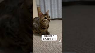 狙うは？#ベンガル #cat #猫 #猫のいる暮らし #bengalcat