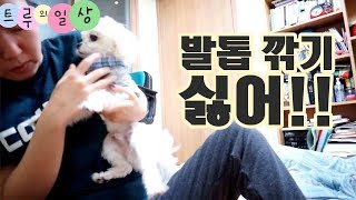 발톱깎기싫어!!!😡ㅣ순종이특집ㅣ강아지🐶