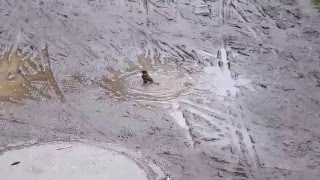 梅雨の水たまりが楽しいスズメさん