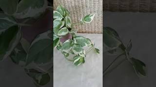 (In Focus) Pothos 'N' Joy--For Sale in the Phoenix, AZ Area