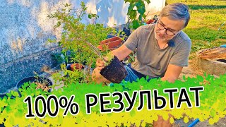 100% Результат укоренения граната! Плюс как сделать декоративный гранат дома!