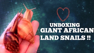 ☆ [PET GALS] UNBOXING my new GIANT AFRICAN LAND SNAILS !!