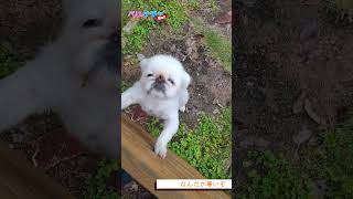 S049『なんだか寒いぞ』【ベリとナチャ ほっこりペキニーズ】 #ナチャテリーヌ #dog #ペキビション