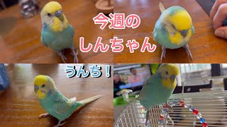 2024.10.5 今週のしんちゃん 【セキセイインコしんちゃんときょきょの暮らし】