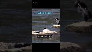 겨울철새, 호사비오리 Scaly-sided Merganser