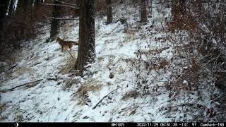 Coyote (Canis latrans) in the rush!