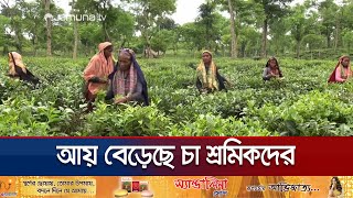 বৃষ্টিতে ঘুরে দাঁড়িয়েছে চা শিল্প; বেড়েছে উৎপাদন | Habiganj Tea Production | Jamuna TV