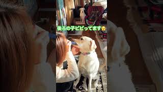 #愛犬生活 #ラブラドールレトリバー #ラブラドール #犬 #labradorretriever #保護犬 #ミックス犬 #老犬 #ゴールデンレトリバー #犬のいる暮らし #癒し #雑種 #シーズー