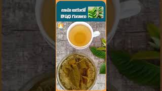 జామ ఆకులో  ఔషధ గుణాలు  #drcalmssanjeevani #shorts #guavafruits # #healthtips #trendingshorts #stress