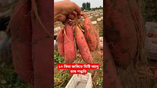 ১০ বিঘা জমিতে মিষ্টি আলু চাষ পদ্ধতি / sweet potato #facts #shorts