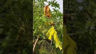 ដើមល្ហុង | Papaya tree | Maline Long